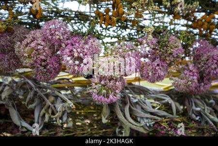 Hintergrund von getrockneten Kräutern und Blumen. Stockfoto