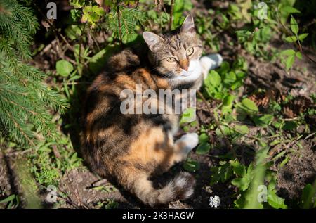 Eine dreifarbige Straßenkatze liegt im Gras und blickt mit gelben Augen in die Kamera. Stockfoto