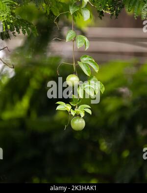 Rohe Passionsfrucht (Passiflora edulis), die im Garten in Mangalore, Indien, an ihrer Weinrebe hängt. Stockfoto
