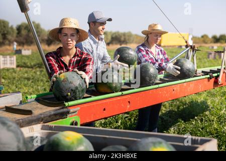 Gruppe von Landarbeitern, die Wassermelonen pflücken und auf der Ernteplattform auf dem Feld arbeiten Stockfoto