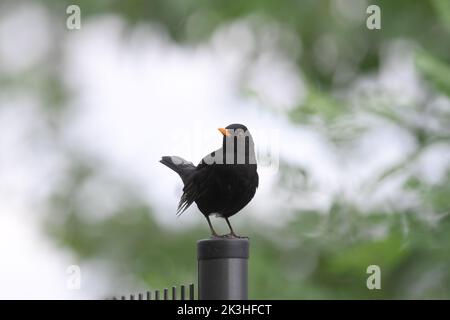 Eine Amsel (Turdus merula), die auf einem Zaun sitzt, weiß grüner Hintergrund Stockfoto