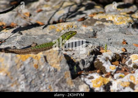 Eine grüne Balkan-grüne Eidechse (Lacerta trilineata) auf einem Felsen in der Nähe von Rovinj, Kroatien Stockfoto