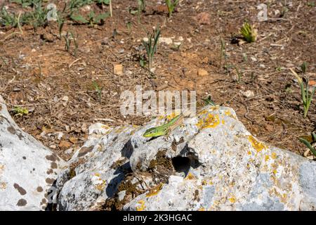 Grüne Eidechse des Balkans (Lacerta trilineata) auf einem Felsen auf der Suche nach Nahrung in der Nähe von Rovinj, Kroatien Stockfoto