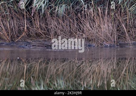 Wasserbahn (Rallye aquaticus), die am Schilfrand entlang schlänkelte Norfolk GB September 2022 Stockfoto