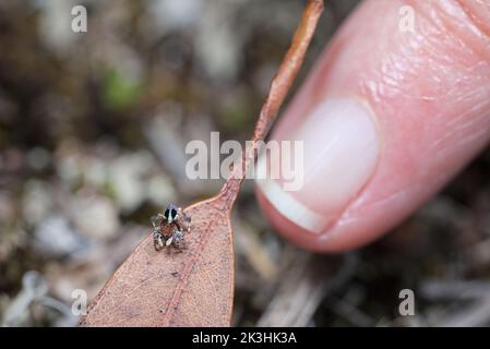 Männlicher Maratus chrysomelas mit Finger für Skala Stockfoto