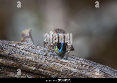 Männlicher Maratus chrysomelas, der sein irisierendes Gefieder zeigt Stockfoto