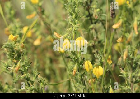 Gelb blühende Gorse-Blüten Stockfoto