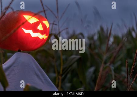 halloween Kürbis Vogelscheuche in einem breiten Maisfeld in einer gruseligen dunklen Nacht. Stockfoto