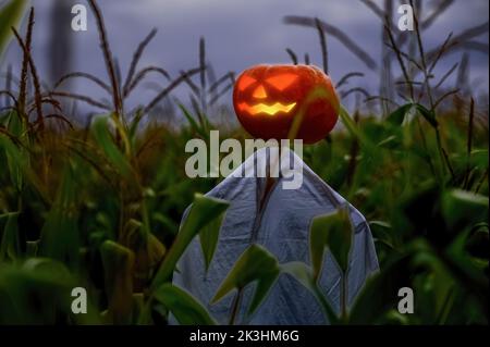 Leuchtende Kürbis-Vogelscheuche für halloween auf einem weiten Kornfeld ziehen in der Nacht. Stockfoto