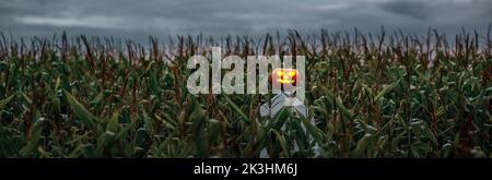 Panorama einer halloween Kürbis Vogelscheuche in einem weiten Kornfeld bei Sonnenuntergang. Stockfoto