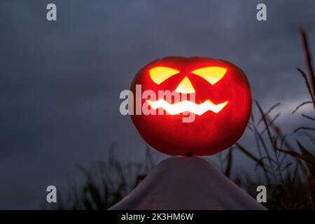 halloween Kürbis Vogelscheuche in einem breiten Maisfeld in einer gruseligen dunklen Nacht. Stockfoto