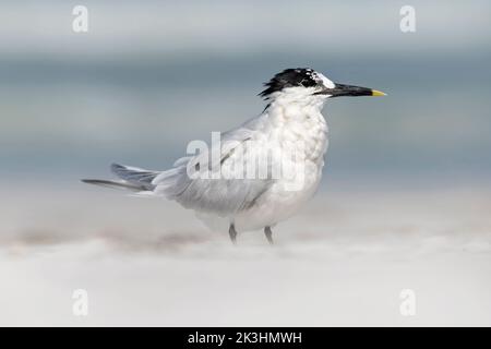 Sandwich Tern, Thalasseus/ Sterna sandvicensis, ein einziger Vogel, der an einem Sandstrand ruht, St.Petersburg, Florida, USA, März Stockfoto