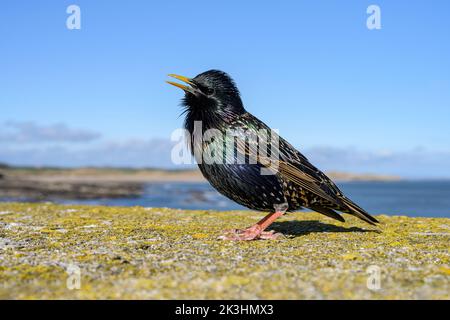 Starling singen Stockfoto