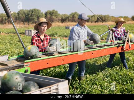 Arbeiter pflücken reife Wassermelonen mit der Erntemaschine Stockfoto