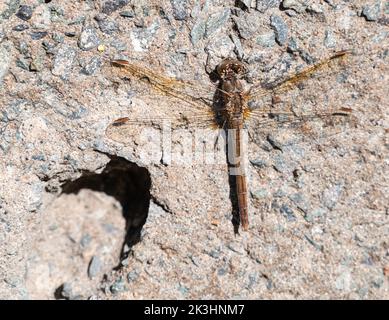 Die Fliege an einer Wand. Selektiver Fokus. Stockfoto