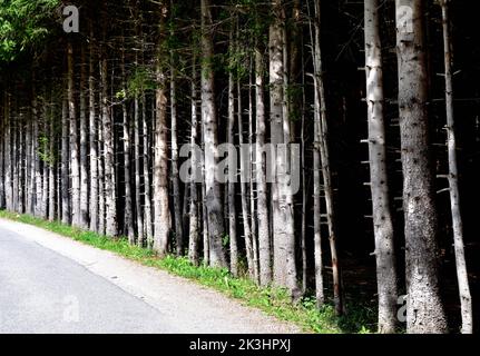 Eine Mauer aus Bäumen verläuft entlang der Straße, so dass es fast unmöglich ist, in das Unterholz zu gelangen Stockfoto