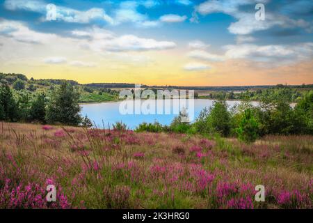 Panoramalandschaft mit blühenden Heidepflanzen am Morgen. Stockfoto