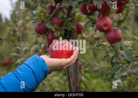 Frauenhand mit einem Apfel vor dem Baum, gesundes Lebensmittelkonzept Stockfoto