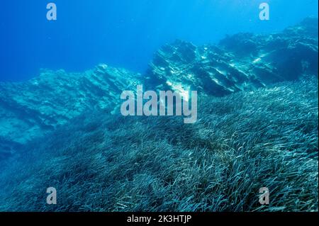 Neptuneseagrass Betten, Posidonia oceanica, Gokova Bay Meeresschutzgebiet Türkei Stockfoto