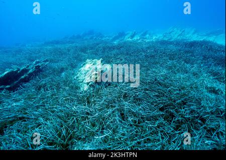 Neptuneseagrass Betten, Posidonia oceanica, Gokova Bay Meeresschutzgebiet Türkei Stockfoto