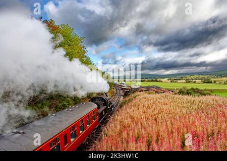 STRATHSPEY DAMPFEISENBAHN AVIEMORE SCOTLAND ZUG NÄHERT SICH BROOMHILL STATION UND LILA ROSEBAY WEIDENKRÄUTER BLUMEN Stockfoto