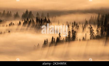 Die Sonne geht über einem Wald auf, der von Morgennebel und Bäumen versteckt ist, die lange Schatten werfen Stockfoto