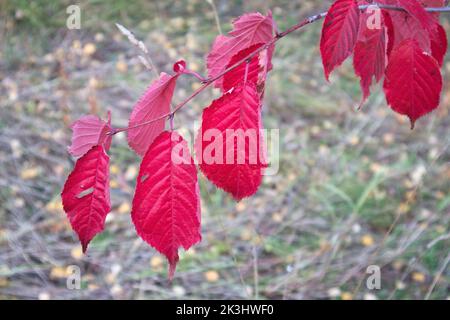 Herbstblätter auf Sargent Kirschbaum Stockfoto