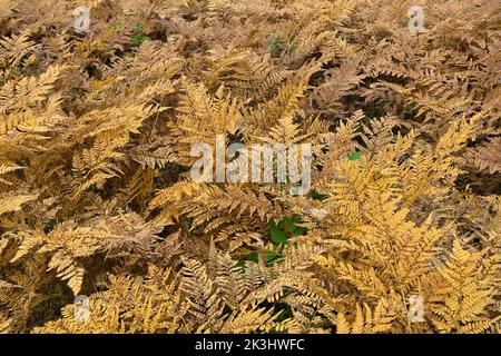 Braune Farnblätter im Herbst Stockfoto