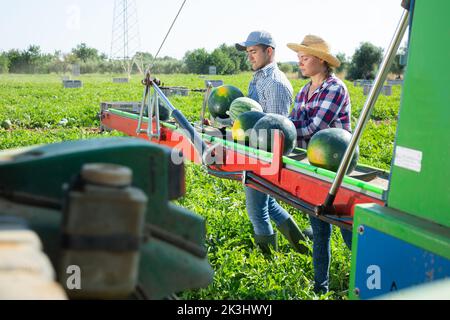 Gruppe von Landarbeitern, die Wassermelonen pflücken und auf der Ernteplattform auf dem Feld arbeiten Stockfoto