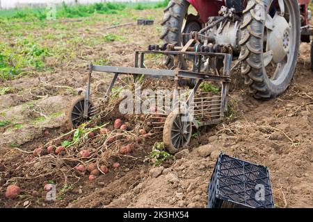 Kartoffelgräbermaschine, die auf dem Feld arbeitet und Kartoffeln während der Ernte vom Boden hebt Stockfoto