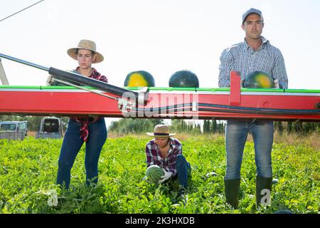 Arbeiter pflücken reife Wassermelonen mit der Erntemaschine Stockfoto