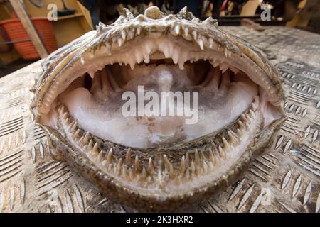 Kopf und Kiefer eines Angler-Fisches, Lophius piscatorius, auf dem Deck eines Fischerbootes. Der Angler Fisch wird manchmal als Mönch oder Monkfi bezeichnet Stockfoto