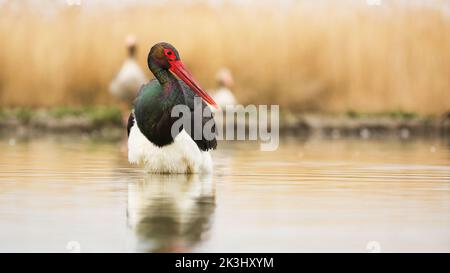 Schwarzstorch watend auf dem Fluss im Herbst Umgebung von vorne Stockfoto