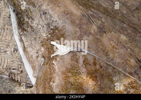 Ein Angler Fisch, Lophius piscatorius, auf dem Deck eines Fischerbootes. Der Angler Fisch wird manchmal als Mönch oder Seeteufel bezeichnet. Es hat riesige Kiefer Stockfoto