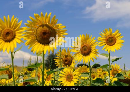 Große Sonnenblumen (Helianthus annuus) Blütenstände (zweite Reihe im Fokus) und Unkraut (Chenopodium Album) dazwischen, blauer verschwommener Himmel darüber Stockfoto