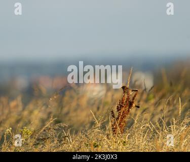 Der Blick auf zwei Spatzen der alten Welt, die auf den Pflanzen auf dem trockenen Feld stehen Stockfoto