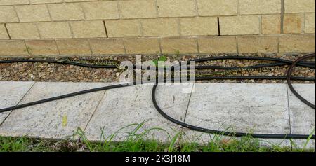 Australischer Teppich-Python (Morelia spilota) versteckt sich zwischen Schlauchrohren an einer Wand in einem Garten von Queensland. Eine gewöhnliche nicht-giftige Schlange. Stockfoto