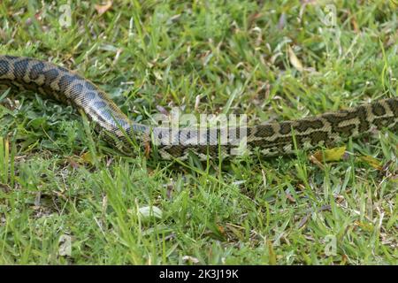 Schlange im Gras. Morelia spilota, Teil eines Teppichpythons, rutscht über einen Gartenrasen. Privater Garten, Südosten von Queensland, Australien. Stockfoto