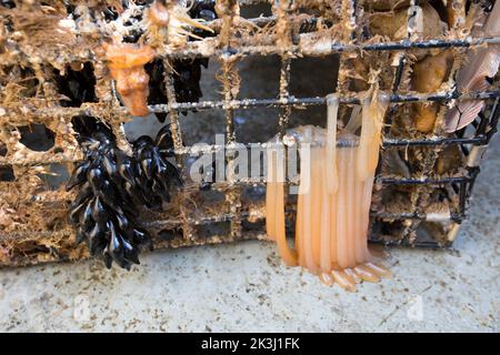 Eier von den Tintenfischen, Sepia officinalis und Tintenfischen, die an einer Tintenfischfalle oder einem Topf im Ärmelkanal befestigt sind. Die Trauben der schwarzen Eier sind Stockfoto