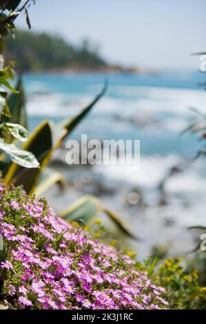 Flower, La Bitta, Arbatax, Tortol“, Ogliastra, Sardinien, Italien, Europa Stockfoto