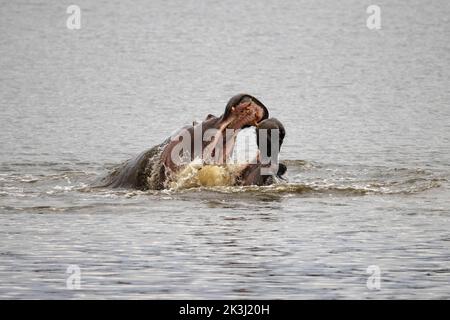 Diese beiden riesigen Nilpferde sperren die Kiefer in einer Dominas-Show. Kruger National Park, Südafrika: DIESE UNGLAUBLICHEN Bilder zeigen zwei wütende Flusspferde, die sich die Kiefer verschließen Stockfoto