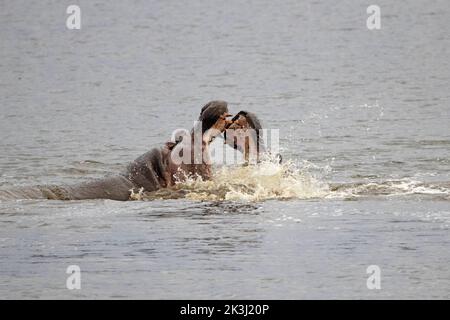 Das Nilpferd kann bis zu 19 Meilen pro Stunde laufen. Kruger National Park, Südafrika: DIESE UNGLAUBLICHEN Bilder zeigen zwei wütende Flusspferde, die in einer Show die Kiefer verriegeln Stockfoto