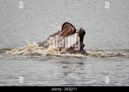 Die beiden kämpfen um die Dominanz. Kruger National Park, Südafrika: DIESE UNGLAUBLICHEN Bilder zeigen zwei wütende Flusspferde, die sich in einer Show der Dominanz die Kiefer verschließen. O Stockfoto