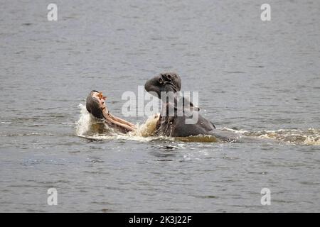 Das Nilpferd taucht in eine Niederlage ein. Kruger National Park, Südafrika: DIESE UNGLAUBLICHEN Bilder zeigen zwei wütende Flusspferde, die sich in einer Show der Dominanz die Kiefer verschließen. Stockfoto