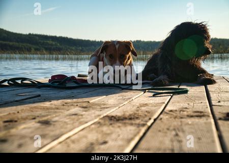 Hundeliebhaber liegen auf einem Steg und blicken auf den See in Schweden. Goldendoodle und gemischte Rasse. Tierfreundschaften. Tierfoto mit Charme. Stockfoto