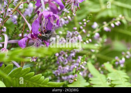 Das Fleisch fliegt im Blumenstrauß, der während der Fütterung genommen wird. Rosa Blüten und grüne Blätter. Haarige Beine in schwarz und grau. Insektenfütterung. Makroaufnahme einer Fliege Stockfoto