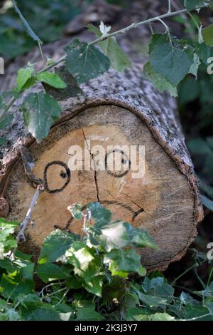 Teilfläche am Ende des abgeschnittenen Baumstamms gezeichnet Stockfoto