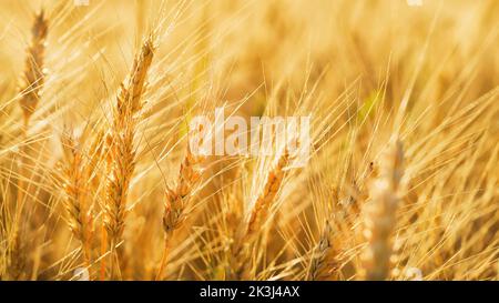 Stacheletts im Weizenfeld 3 Stockfoto