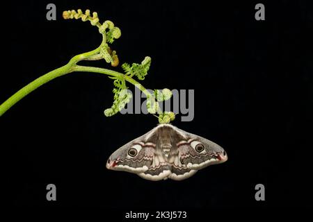 Eine Kaisermotte, Saturnia pavonia, fotografiert in einem Studio, das vor der Veröffentlichung auf einer brackenen Fondine ruhte. Schwarzer Hintergrund. Dorset England GB Stockfoto