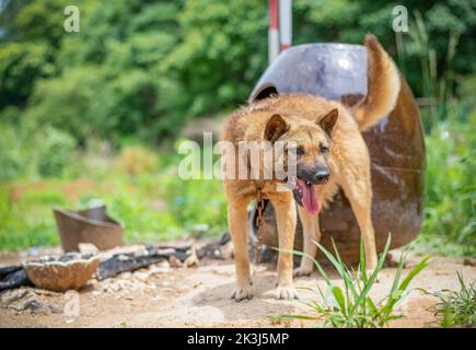 Der lokale Hund im ländlichen China -- der chinesische Pastoralhund Stockfoto